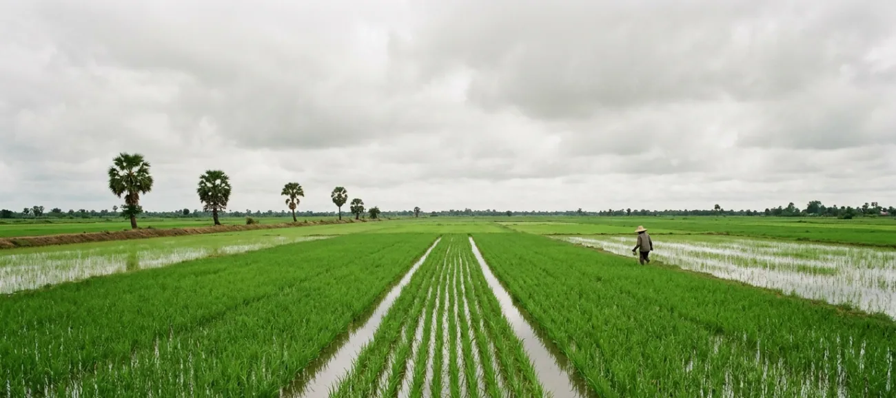 Flooded rice paddies in southern Cambodia in October, vivid green rice shoots reflected in standing water, a farmer in the distance